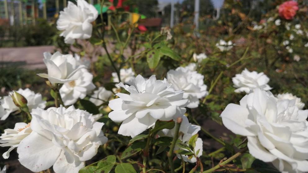 Ставропольцы могут проголосовать о необходимости празднования Дня края в Instagram губернатора