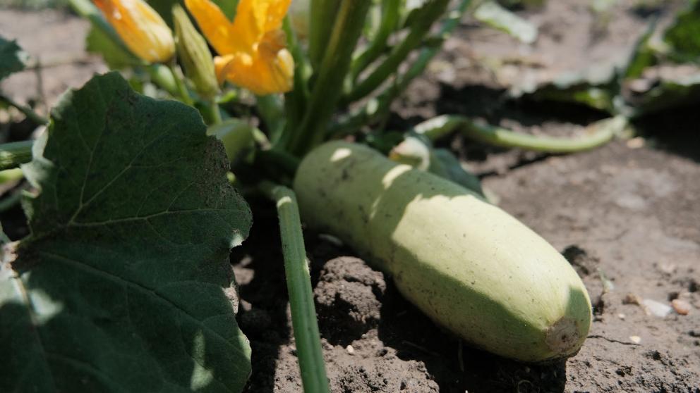 В Ставропольском крае перерабатывают зелёный горошек и кабачки