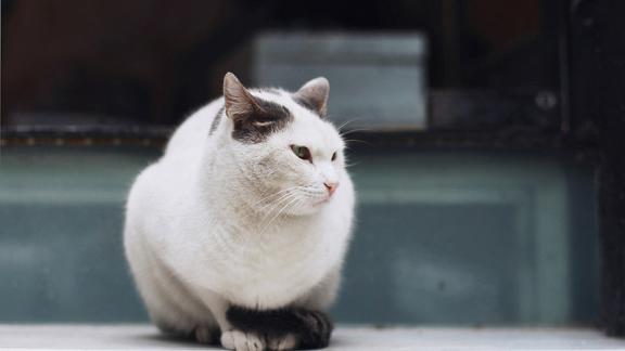 Из ловушки в Ставрополе спасатели вызволили кота