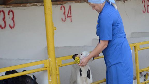 Новоалександровский район - лидер Ставрополья по животноводству