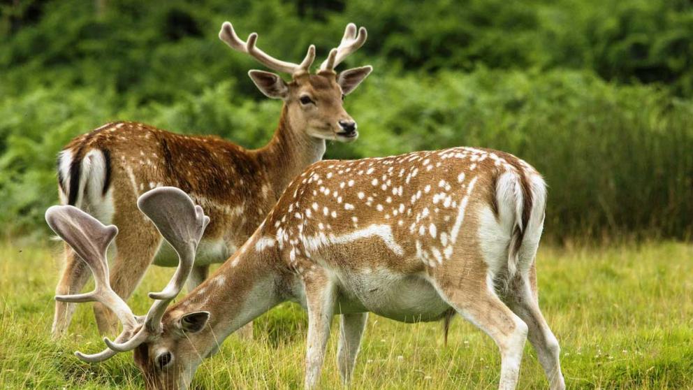 В Невинномысск завозят пятнистых оленей и ланей