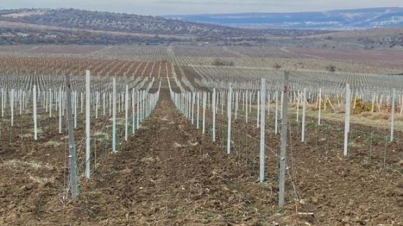 В Ставропольском крае появится 16 гектаров новых виноградников