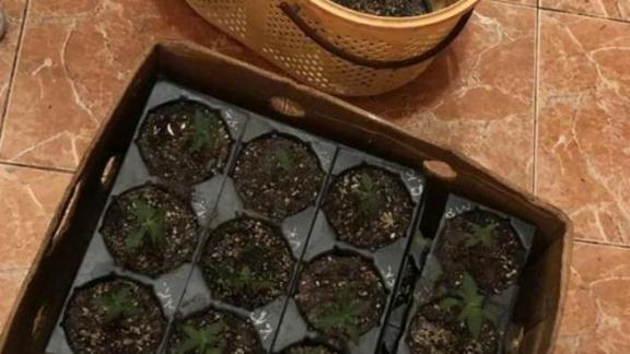 Пятигорский «мичурин» выращивал коноплю на подоконнике