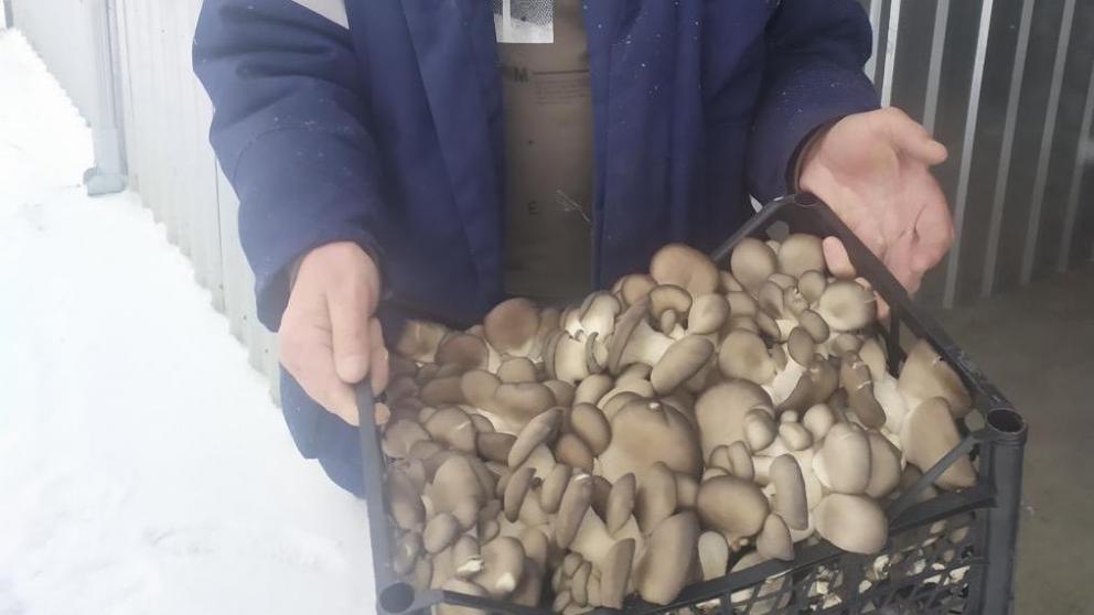 На Ставрополье фермер запатентовал биопрепарат для повышения урожайности сельхозкультур