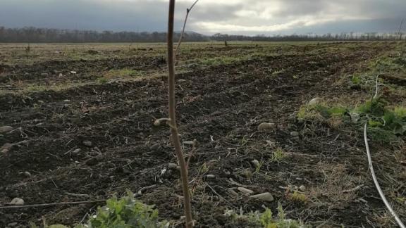 На Ставрополье фермеры растят необычные ореховые сады