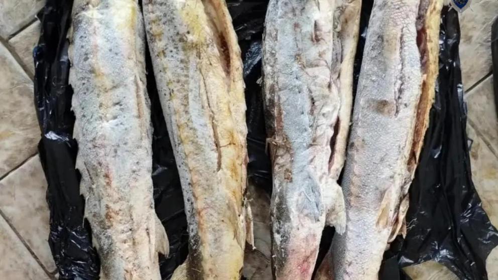 Ставропольчанка осуждена за незаконную торговлю краснокнижным осётром