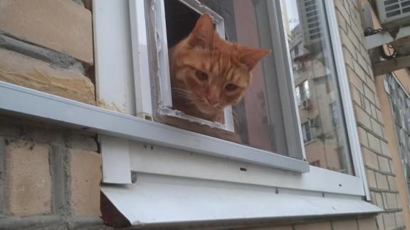 В Невинномысске домашний кот наблюдает за окружающим миром через специальное окошко