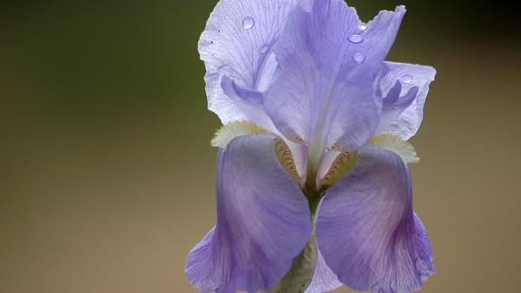 В Ставрополе в ноябре зацвели ирисы и маки