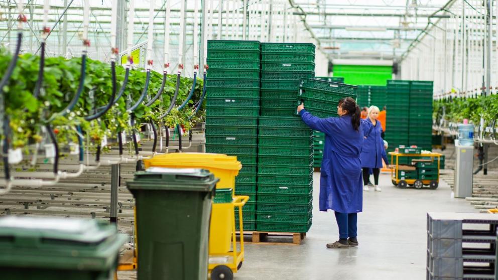 В Предгорном округе собрали первую в 2026 году партию тепличной клубники