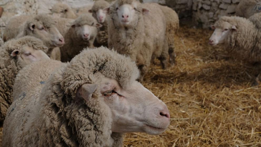 В Георгиевском округе началась модернизация овцекомплекса