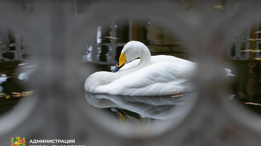 Белые лебеди вернулись в Центральный парк Ставрополя