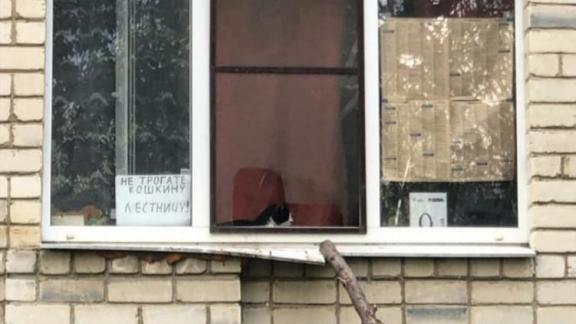  «Кото-тропинка» стала новым изобретением жителей Ставрополя