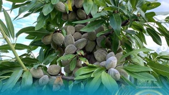 Ставропольский миндальный сад сможет производить до 100 тысяч саженцев в год