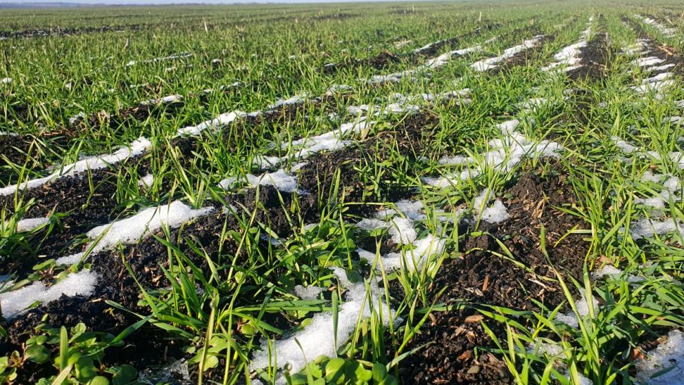 Два района Ставрополья стали лидерами по всходам озимых