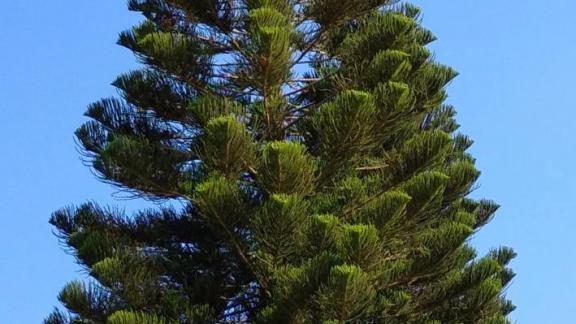 Турция и Ставрополье: наблюдения ставропольчанки