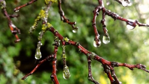 Первые весенние выходные на Ставрополье будут дождливыми