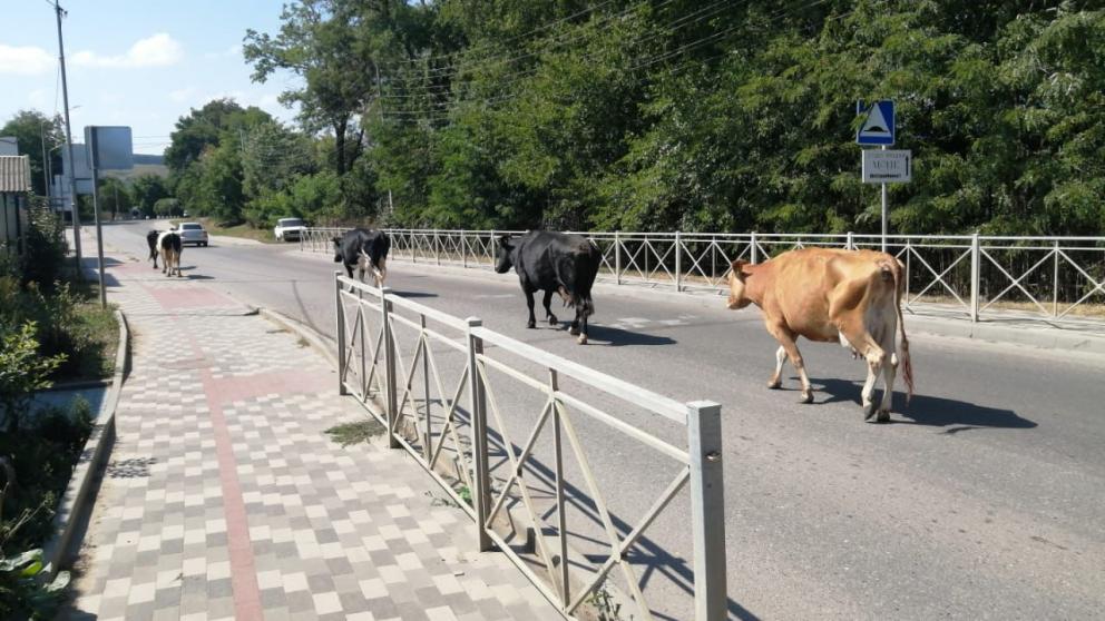 В Кисловодске местного жителя оштрафуют за безнадзорный выпас коров в городе