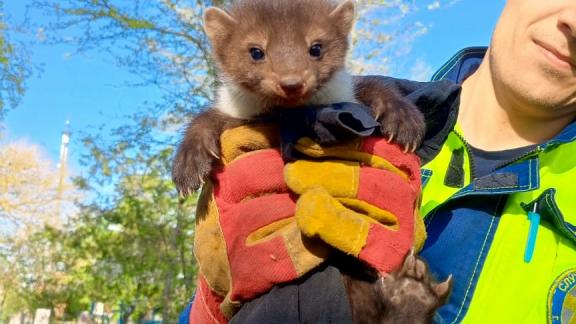В Ставрополе спасли куницу