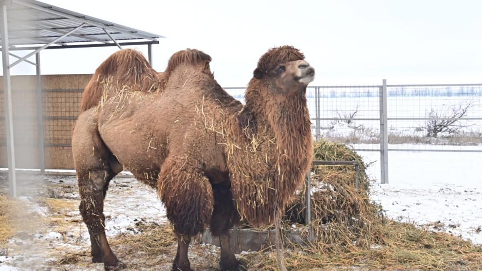 На Ставрополье аграрии смогут получать гранты на развитие агротуризма