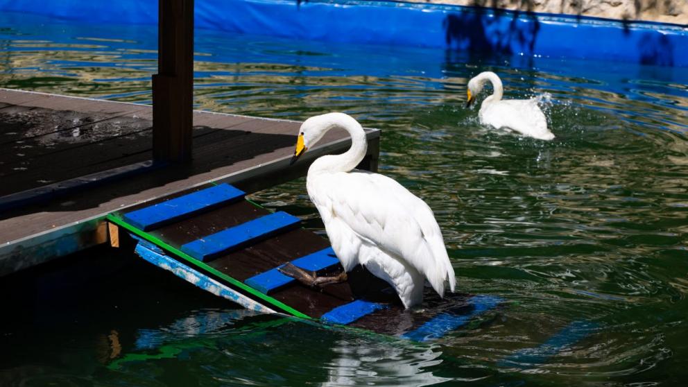 Ставропольские лебеди вернулись в Центральный парк