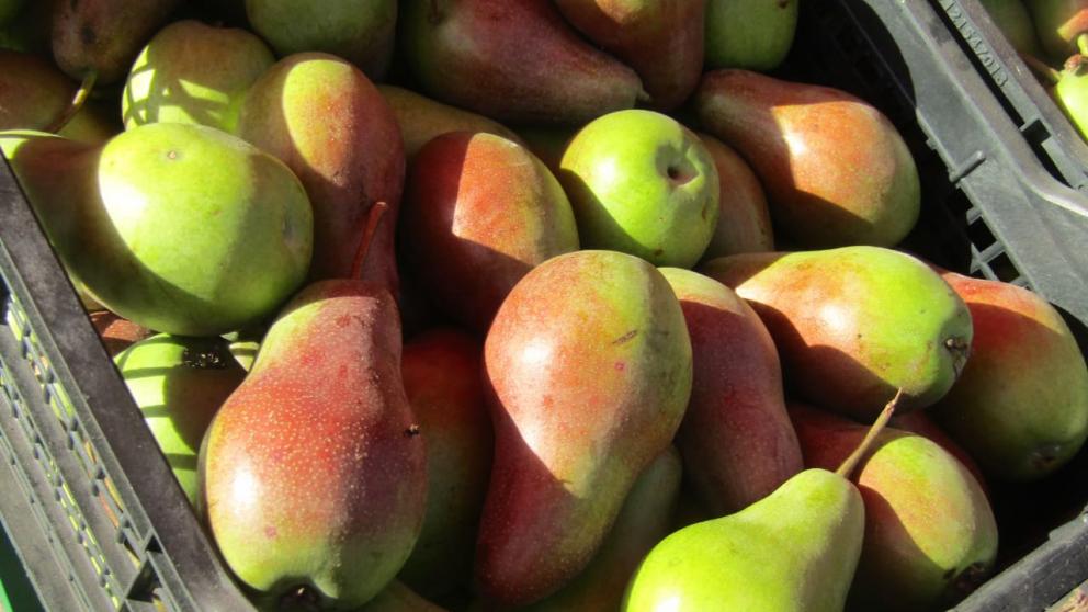 На Ставрополье собирают урожай груш