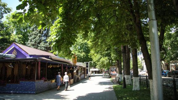 В Пятигорске проверят состояние деревьев на проспекте Кирова