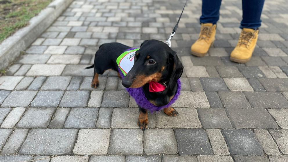 В Железноводске участниками забега стали домашние животные