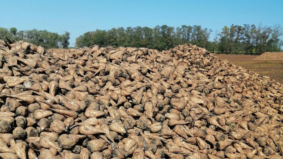 На Ставрополье идёт уборка сахарной свёклы 