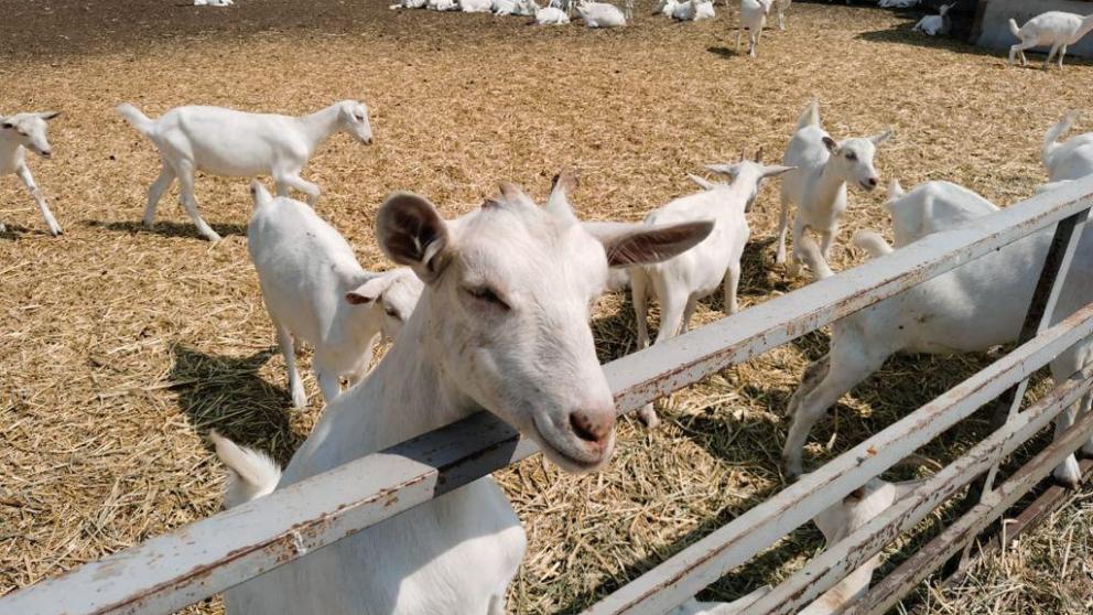 На Ставрополье фермер разработал и выпустил новый сыр