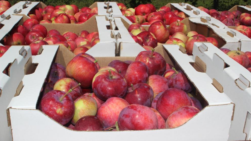 Господдержка помогает развивать садоводство аграриям Предгорного округа Ставрополья
