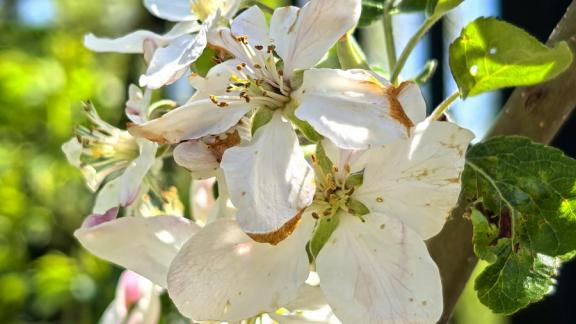 Цветущие яблони радуют садоводов Георгиевского округа Ставрополья 