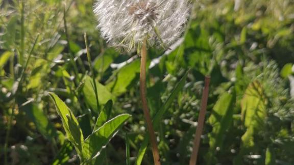 Чрезвычайная пожароопасность сохраняется на Ставрополье