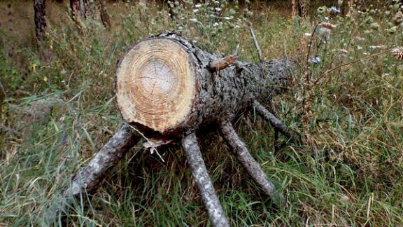 Как спасти кисловодские городские леса?