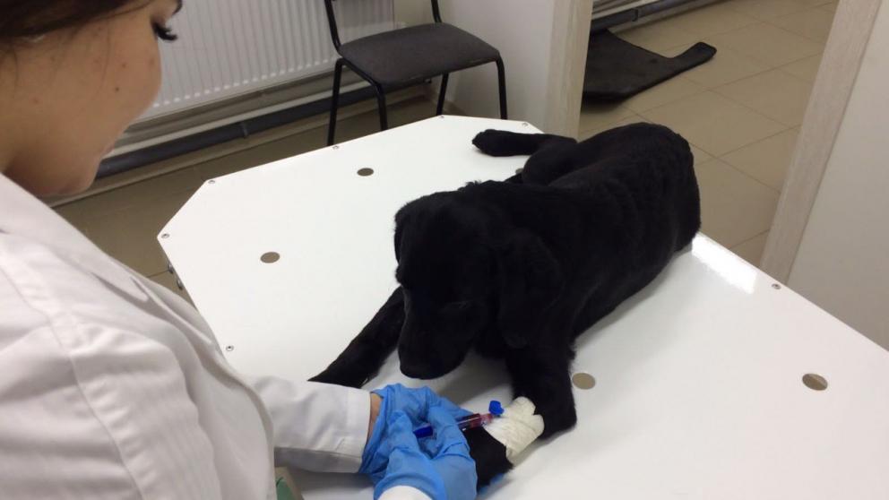 Ветслужба Ставрополья отмечает своё 130-летие