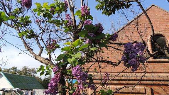 В селе Дивном на Ставрополье снова зацвела сирень