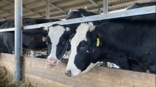 На Ставрополье реестр племенных хозяйств пополнит ещё один производитель