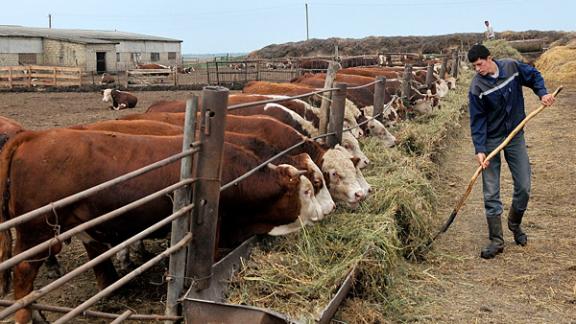 На Ставрополье успешно работают проекты по поддержке начинающих фермеров