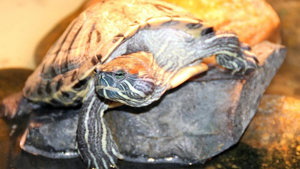 В Невинномысске юные натуралисты ищут хозяев шиншиллам