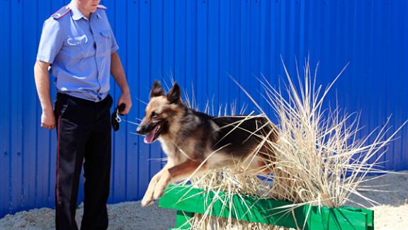 Такая «собачья работа» – кинологи