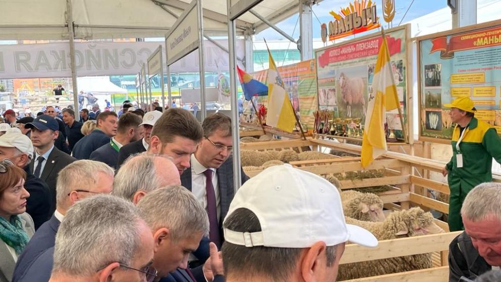 Ставропольские овцеводы представляют край на российской выставке племенных овец и коз