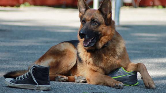 Ставропольские кинологи отправились на Всероссийские соревнования в Бердск