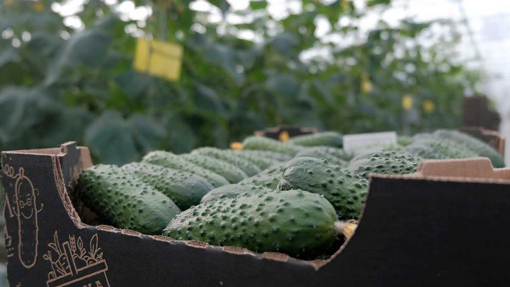 Ставропольские аграрии завершают сев огурцов