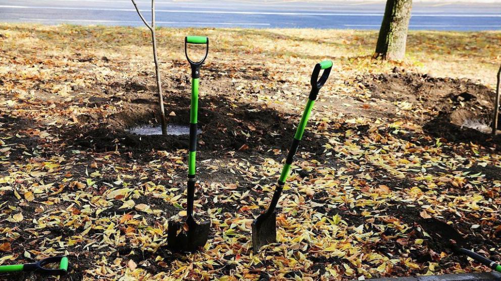 Более 260 деревьев посадили в Ставрополе на выходных