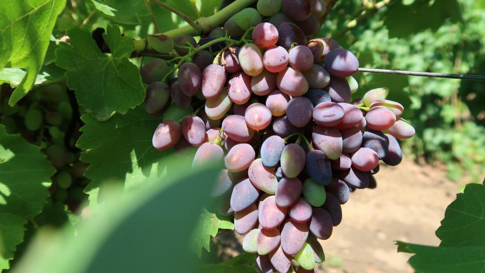 На Ставрополье начался сбор столового винограда