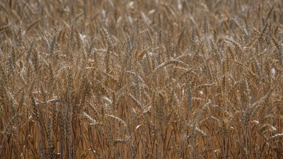 На Ставрополье намолочено почти 2 миллиона тонн зерна