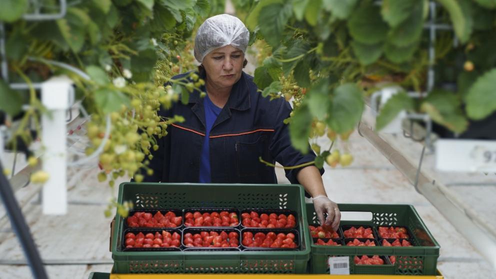 Ставропольский край впервые станет экспортировать тепличную клубнику