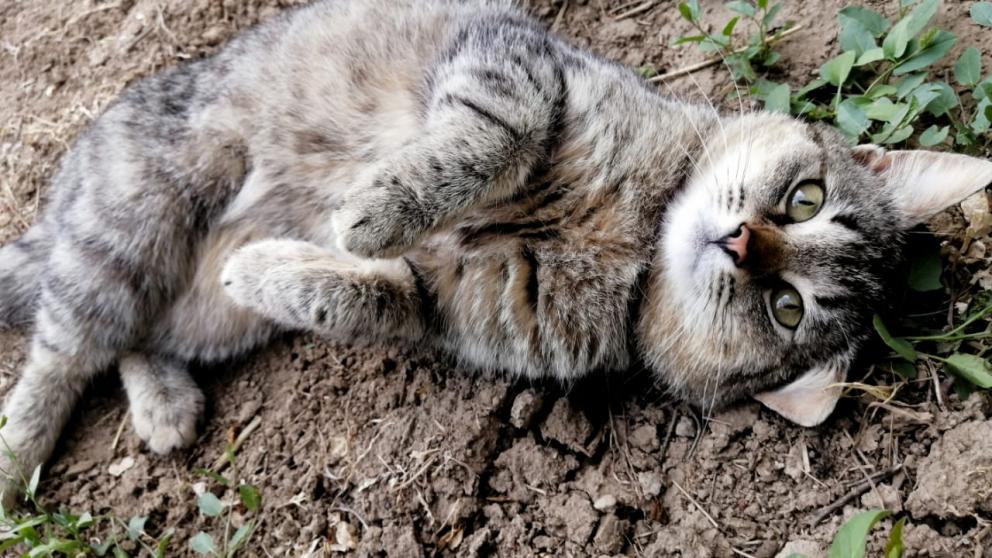 В Пятигорске собак и кошек привили от бешенства