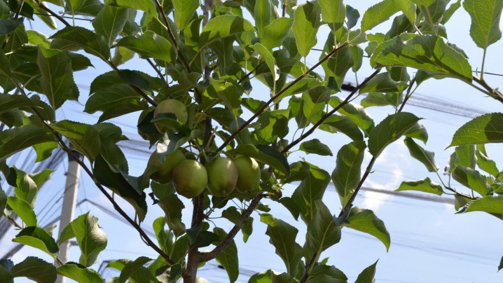 Садоводы Ставрополья получили более 500 млн рублей субсидий