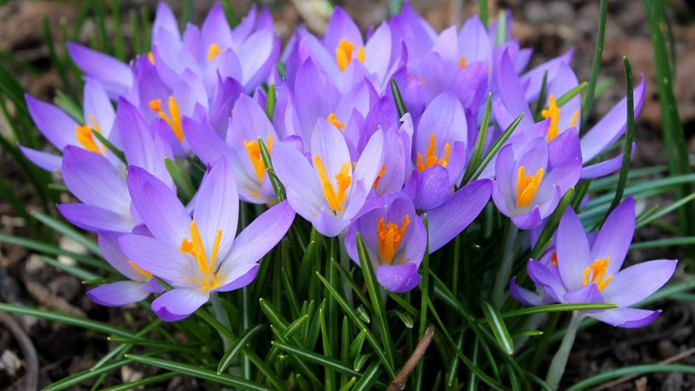 На Ставрополье 8 марта температура воздуха достигнет отметки плюс 8 градусов