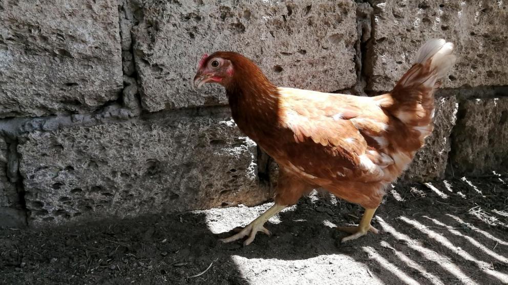 Власти окажут поддержку птицеводческому производству в Изобильненском округе Ставрополья